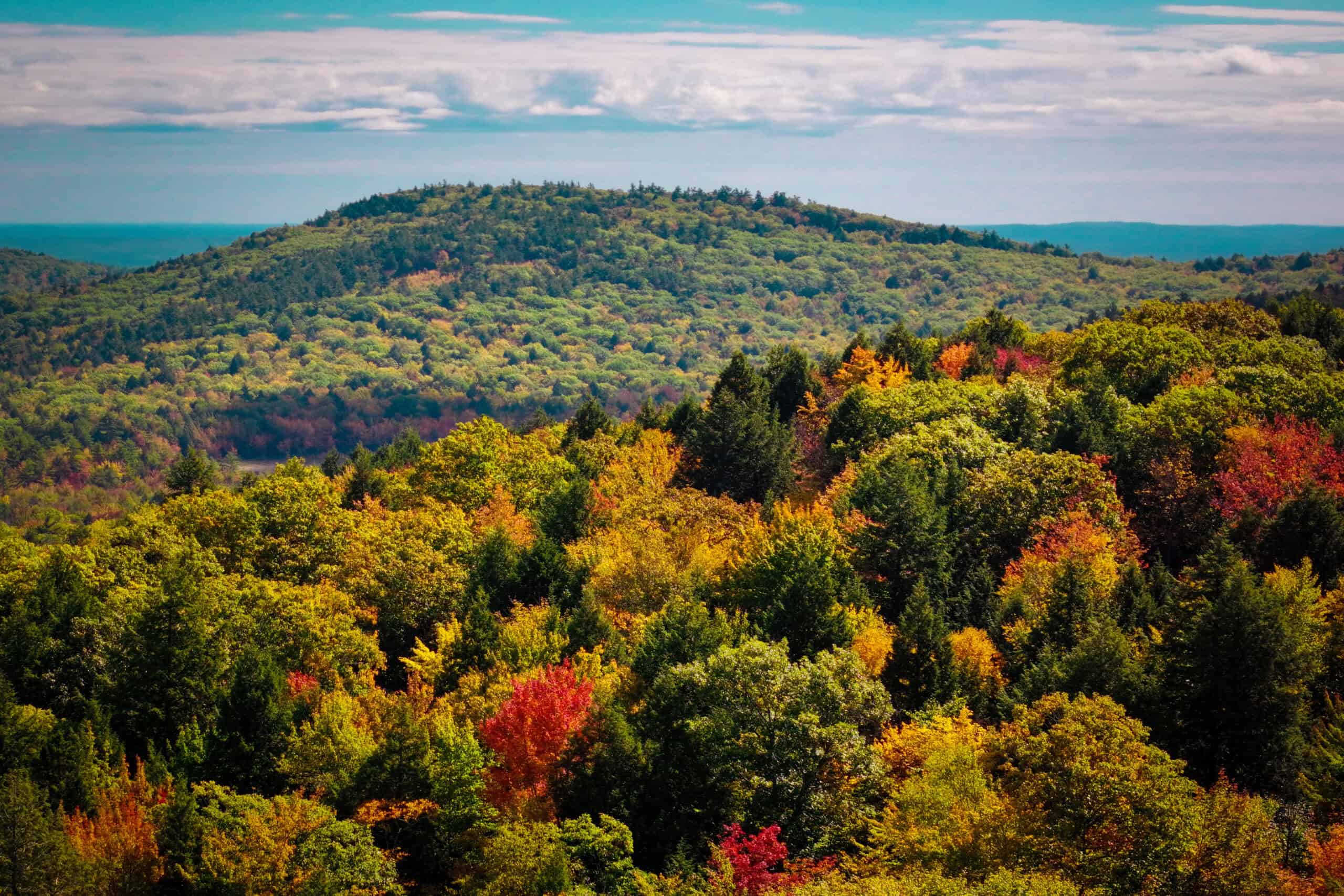 Timberland Select Sales & Market Update | 2025