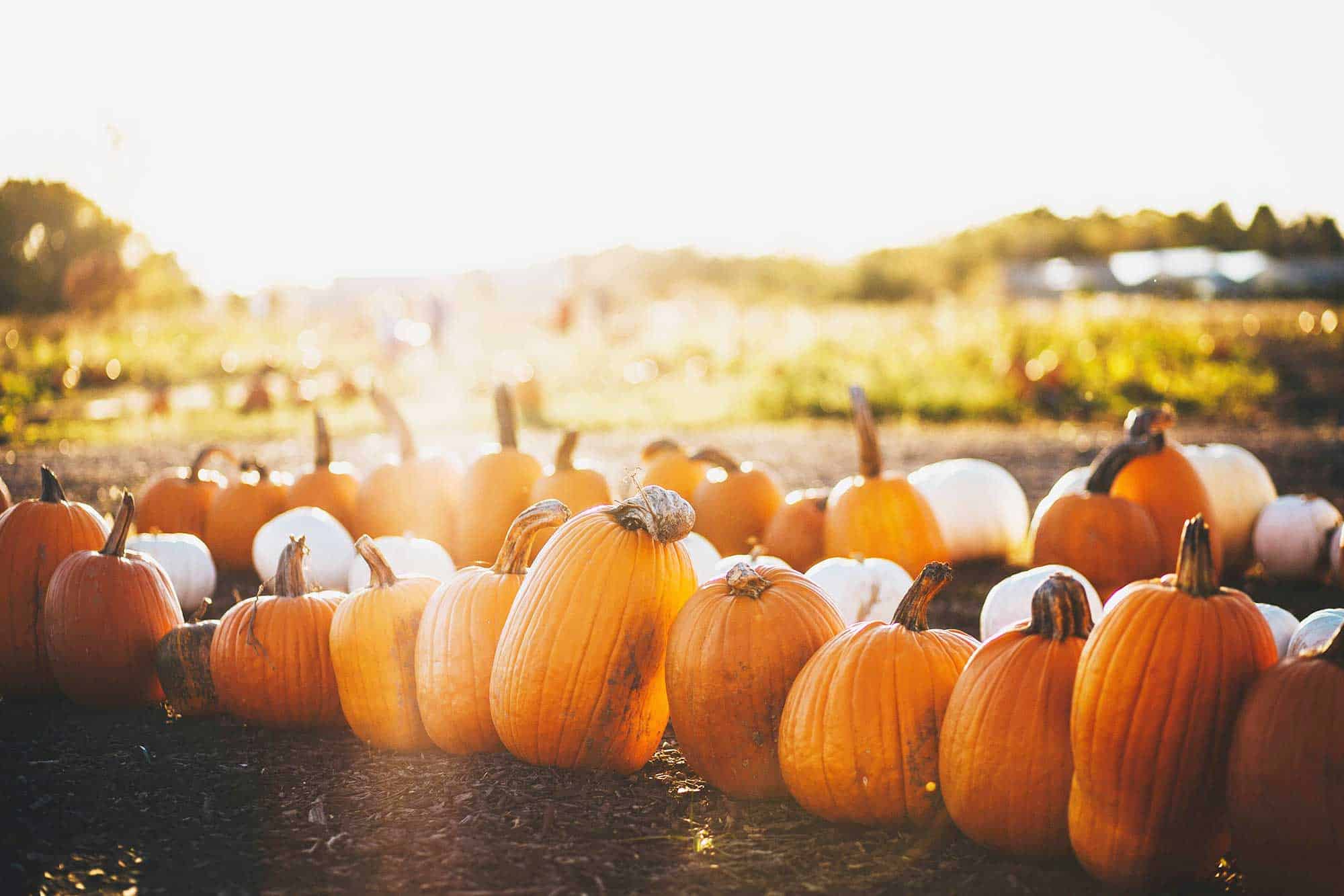 The Ultimate Guide to Denver Fall Festivals and Events
