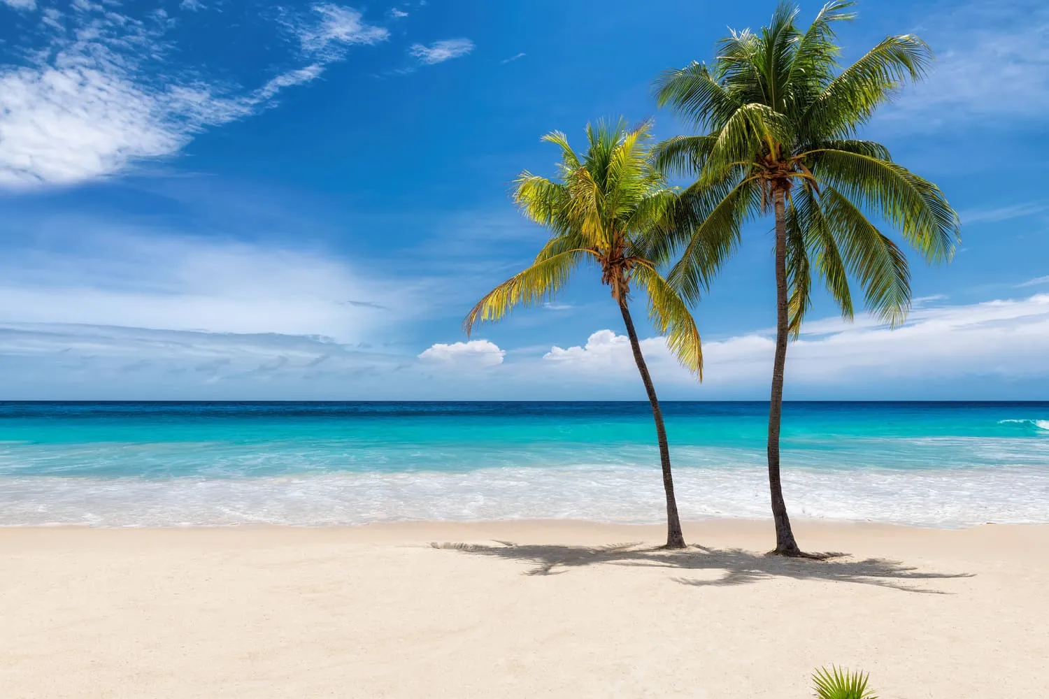 Beach with palm trees