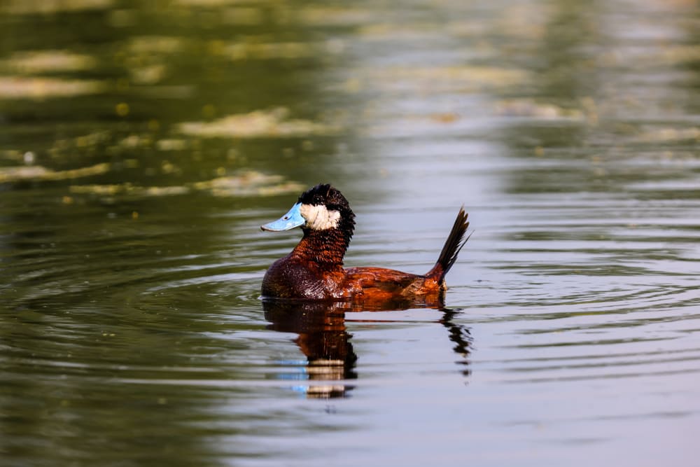Duck in Coaldale Pond