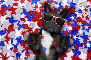 dog on his back with stars and stripes sunglasses on