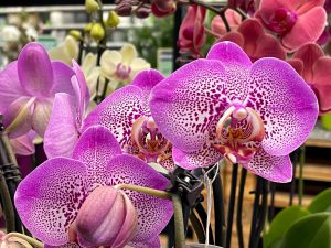 Up close image of pink orchids