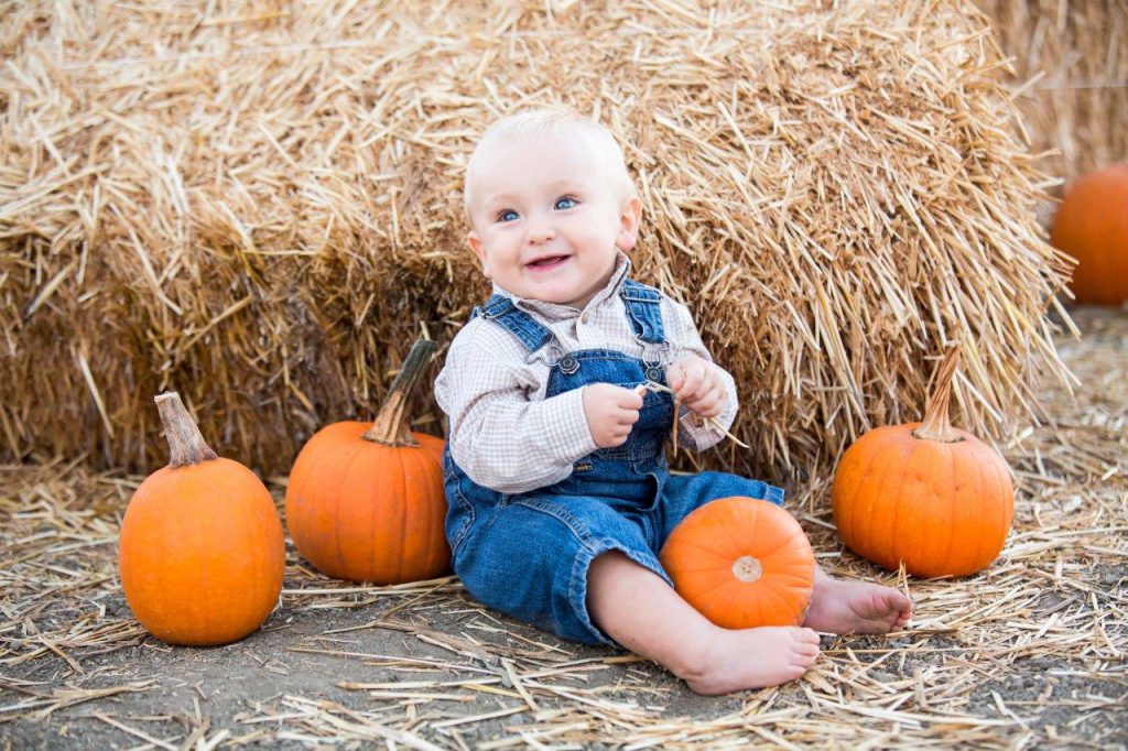 Sarasota fall festival