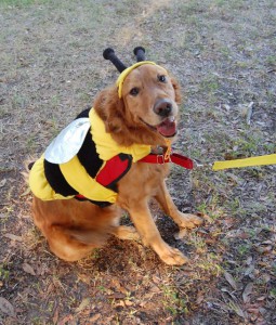Photo by SarasotaDog.com