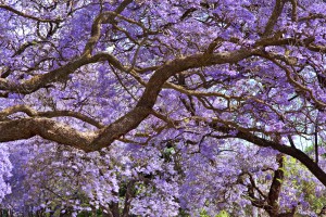 Jacaranda_ss_63384415