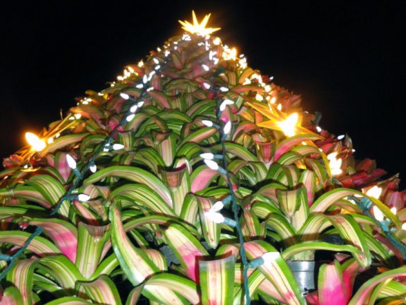 Lights in bloom