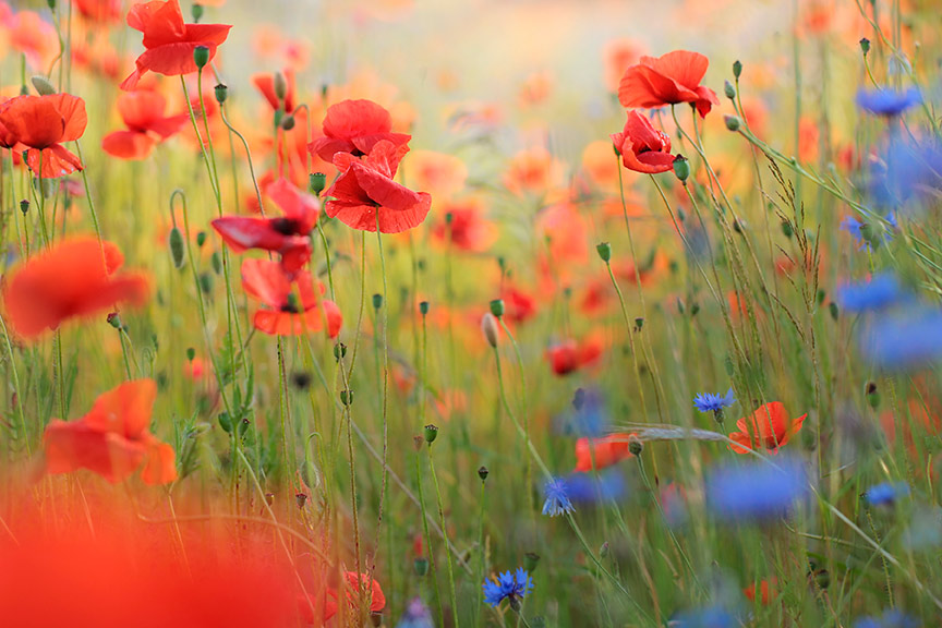 Poppies