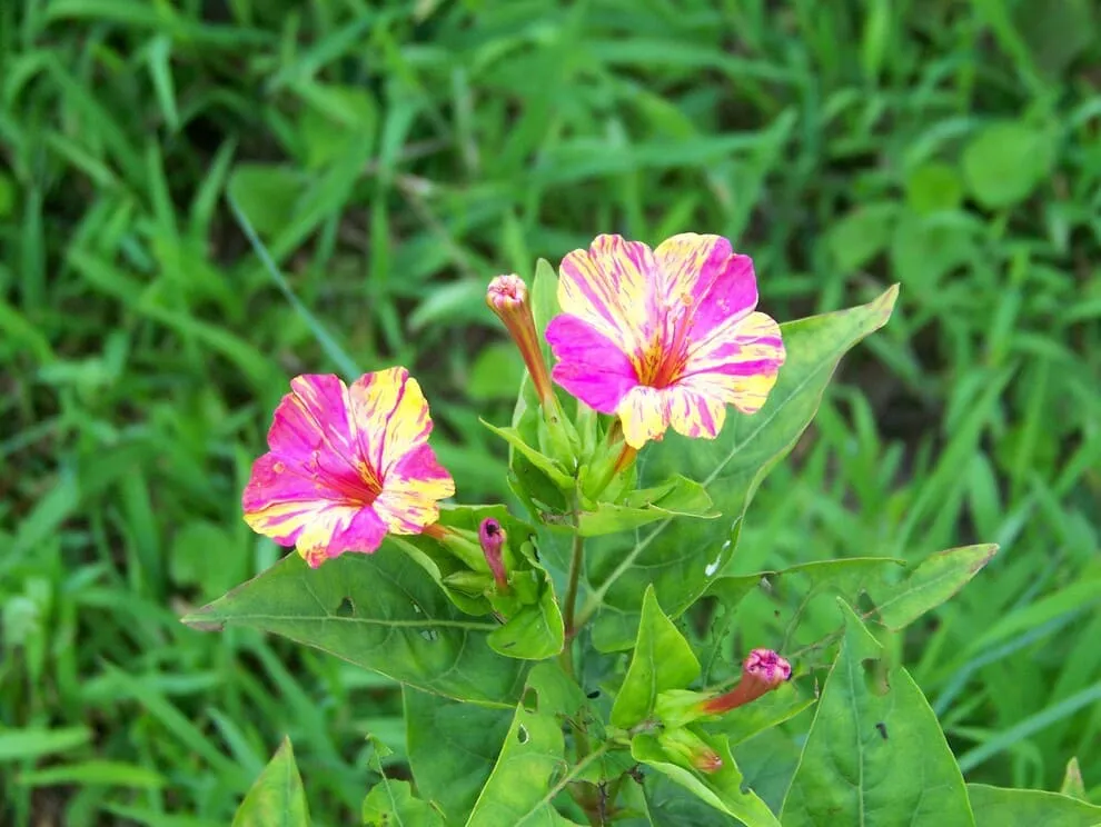 Flowers