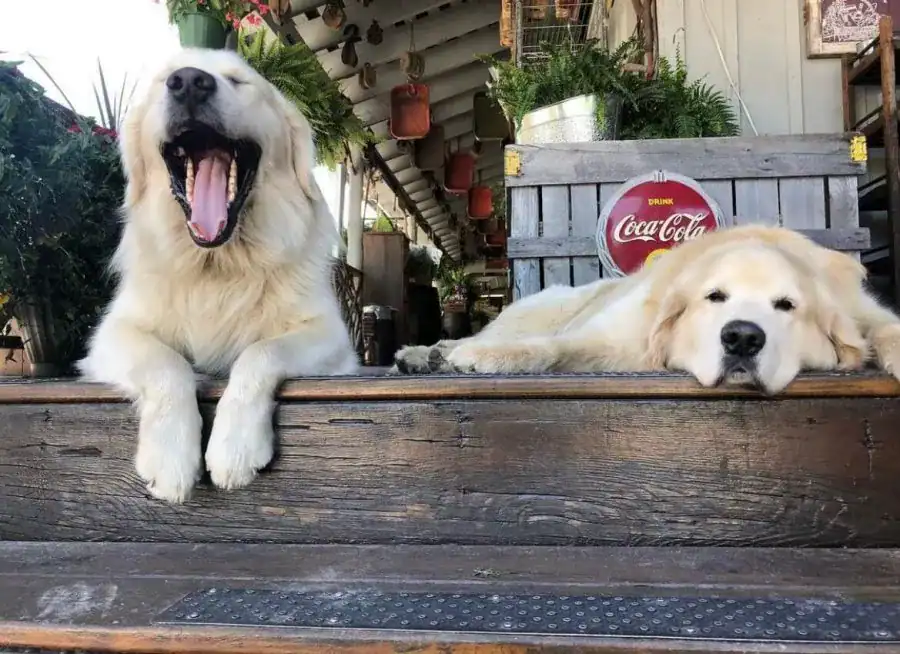 Cashiers Farmers Market