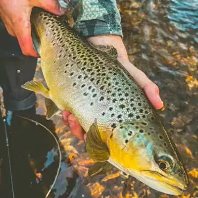 Fall Fly Fishing Cashiers NC