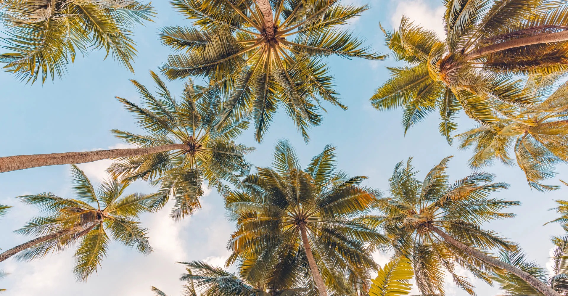 Palm trees with sky view