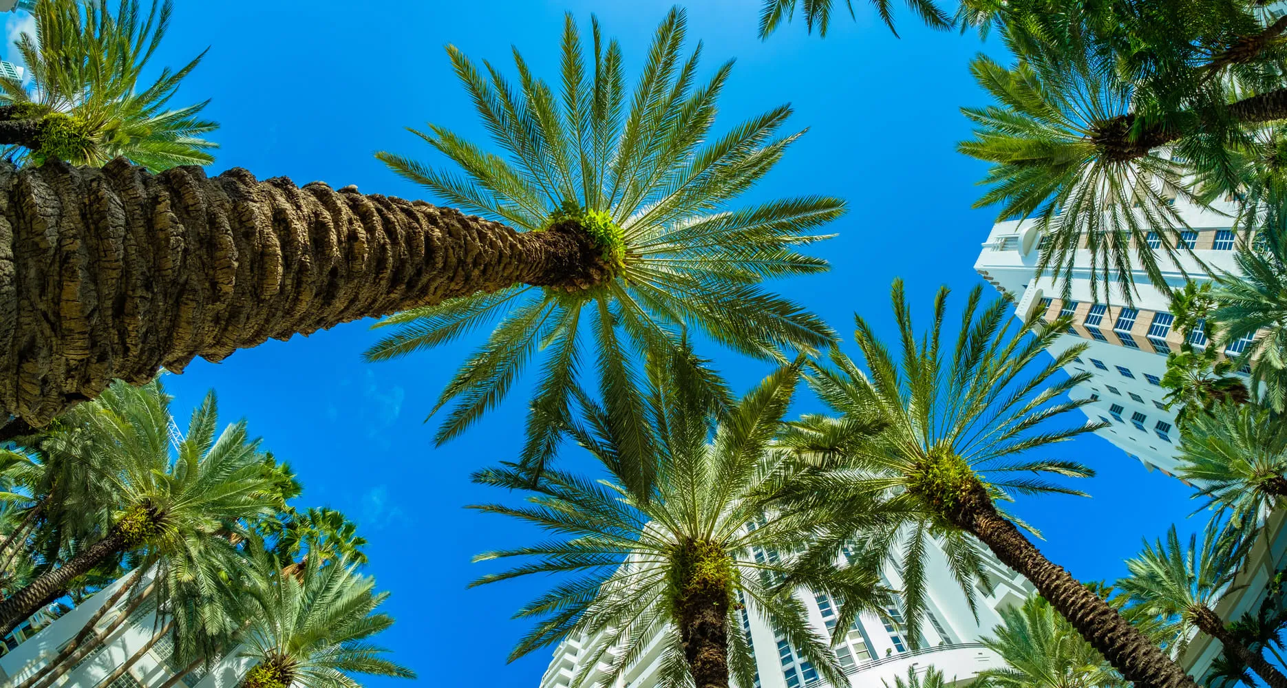 Palm trees with sky view