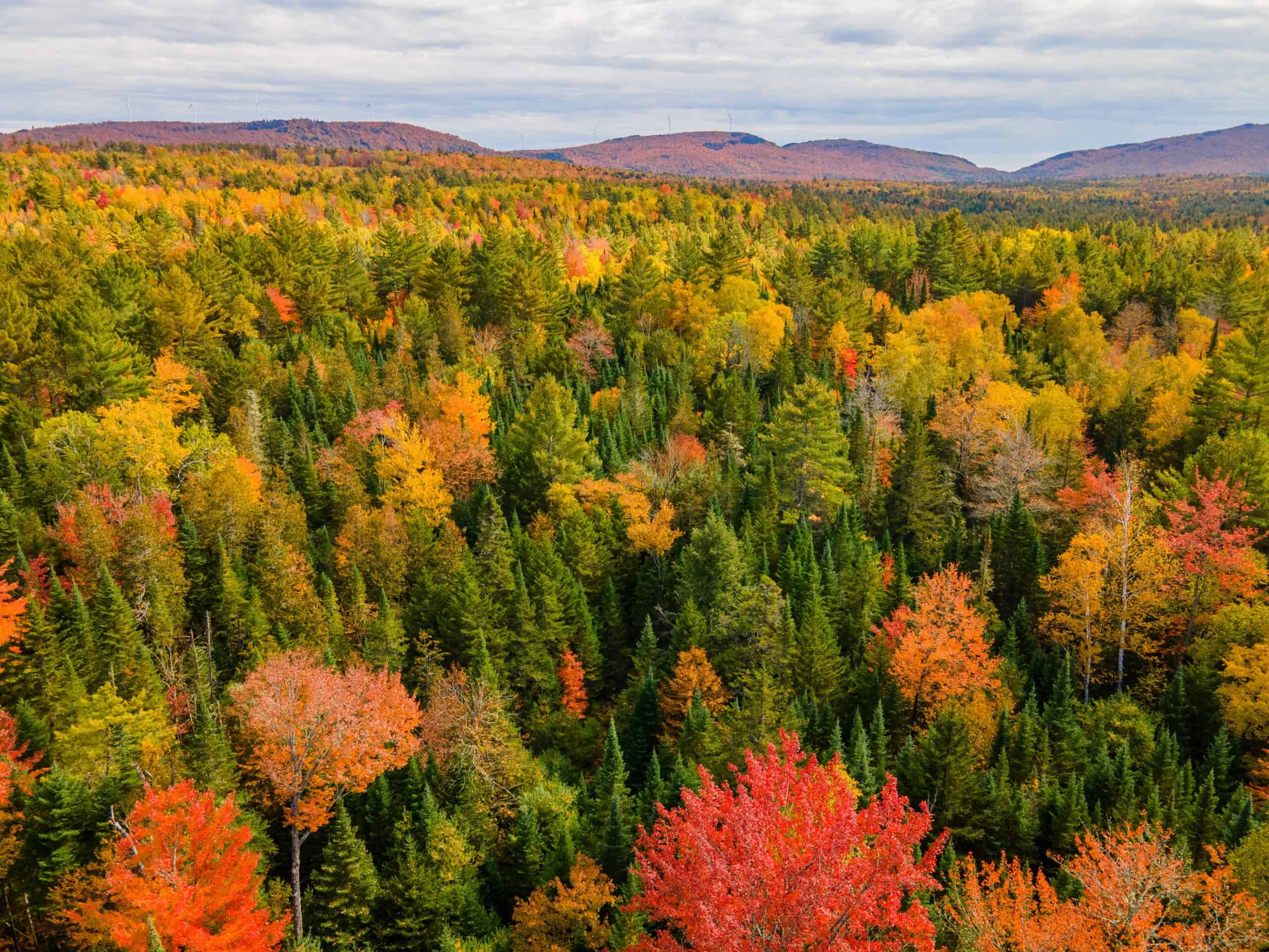 Climate Forest in Maine