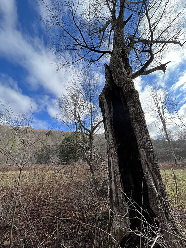 Finch Hollow Wolf Tree