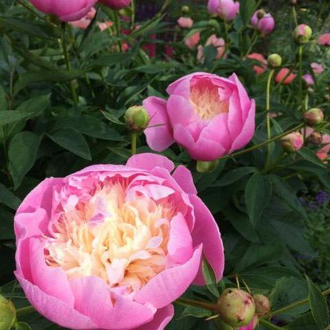 New England Flower Wars - Bowl of Beauty