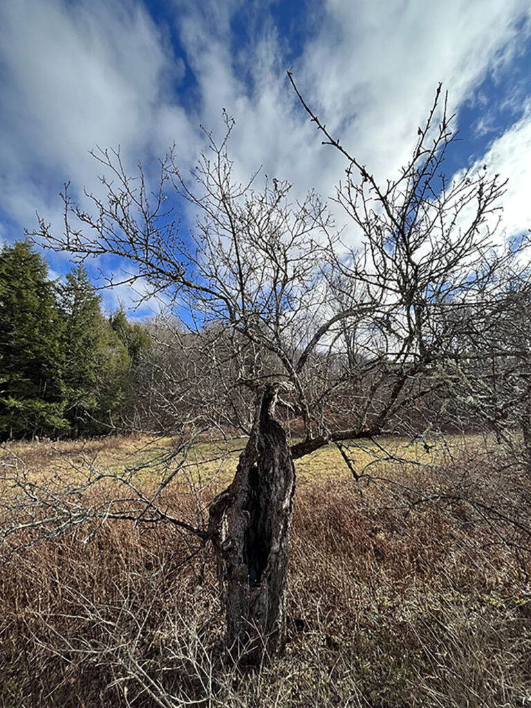 Finch Hollow Wolf Tree