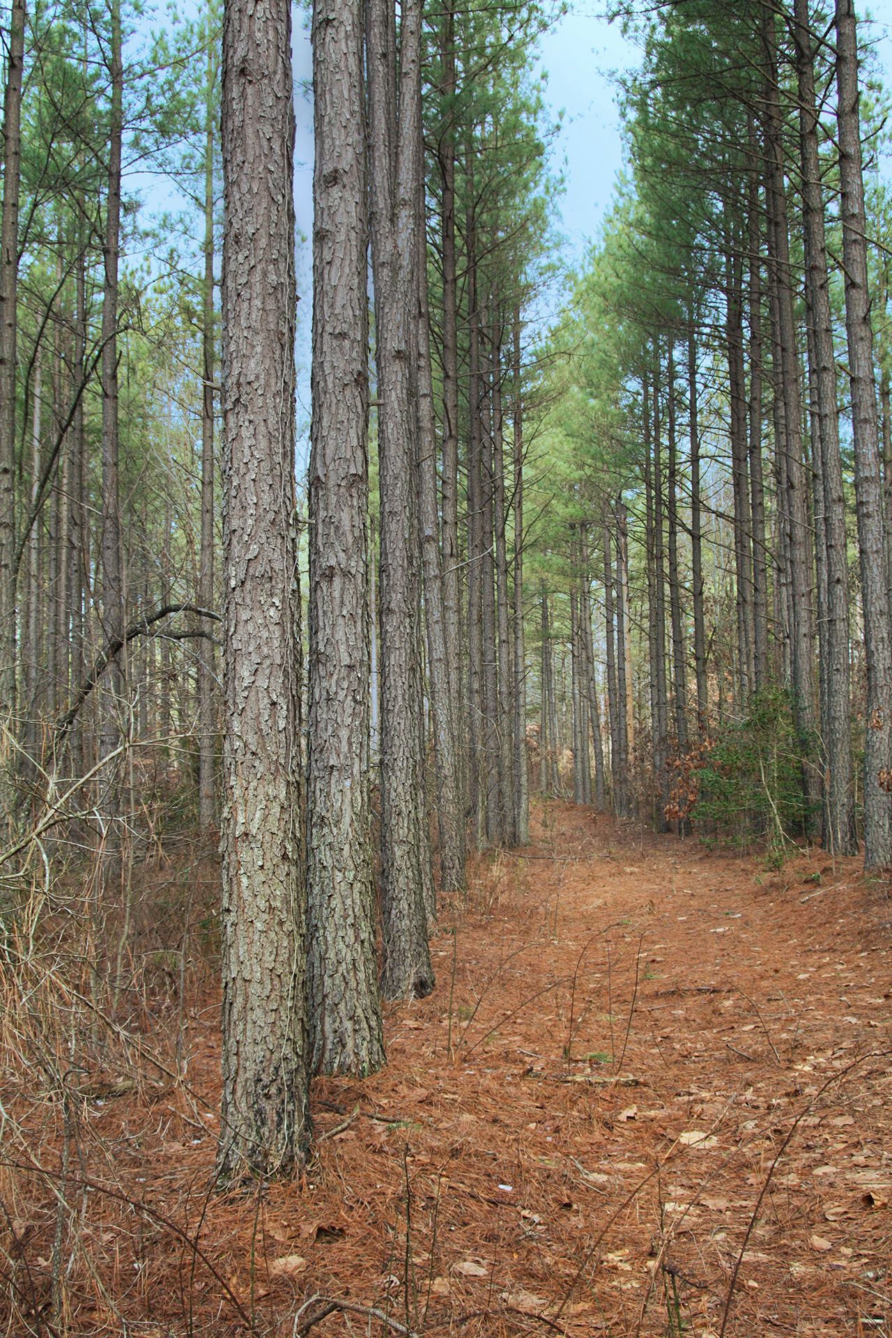 Oakley Forest. GA0252_4