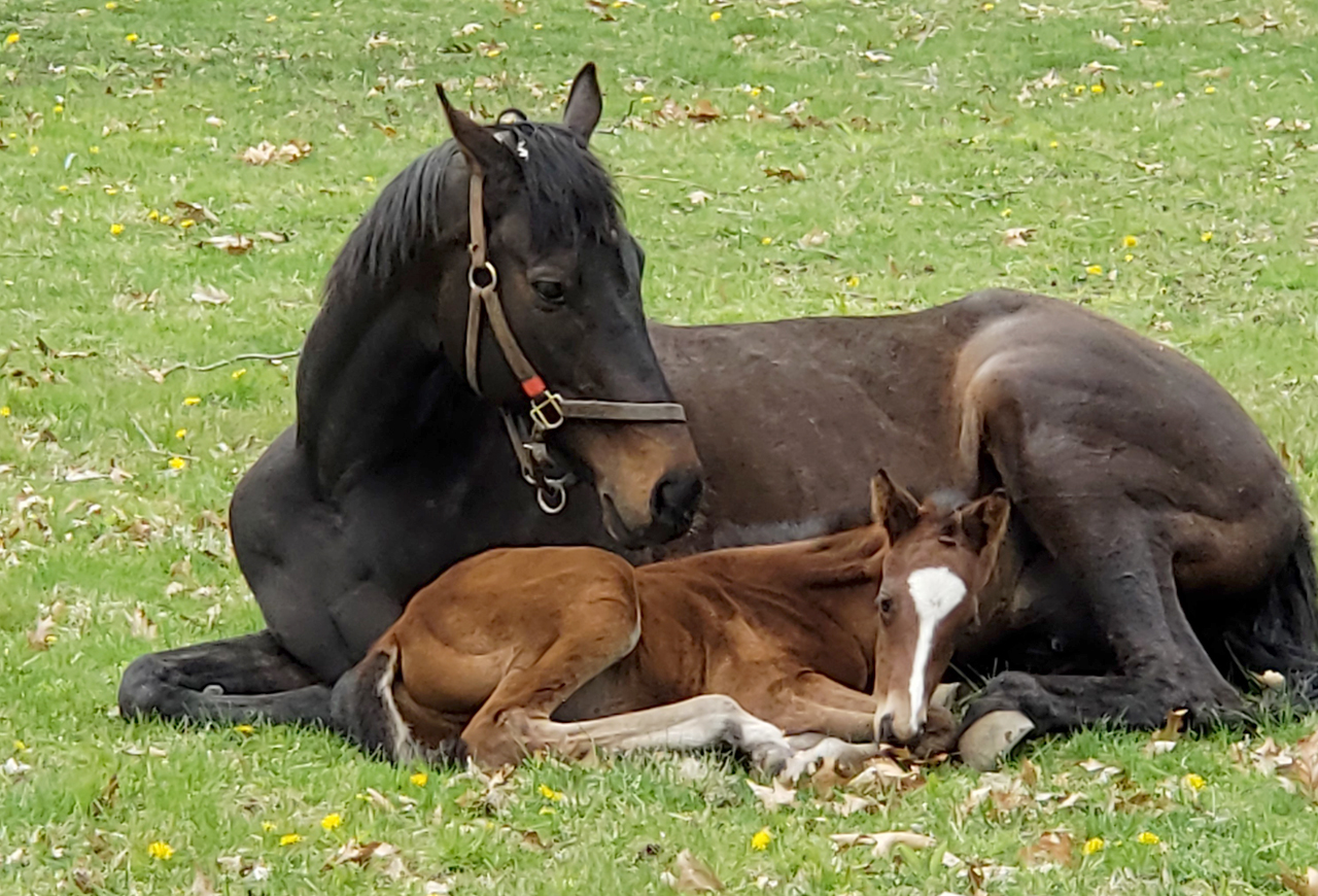 Horse delivered at Noah's Hill - crop