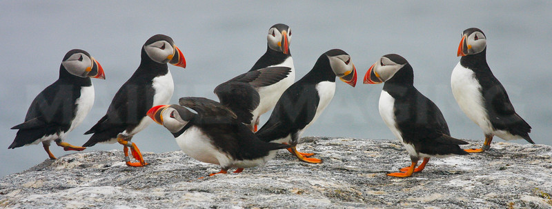 Puffins