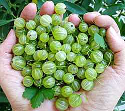 gooseberries