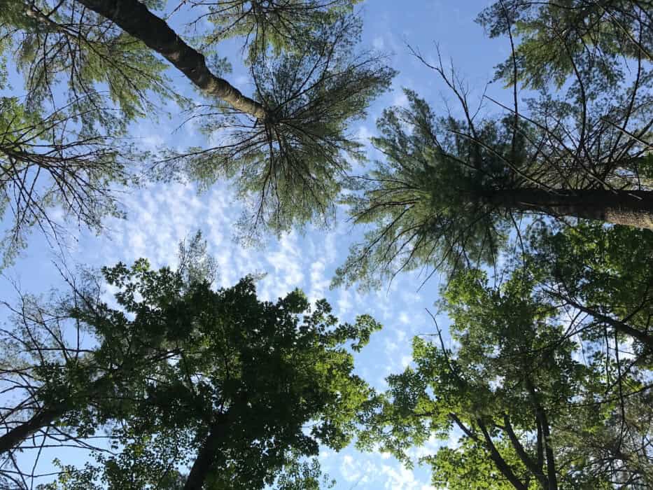 Tree View