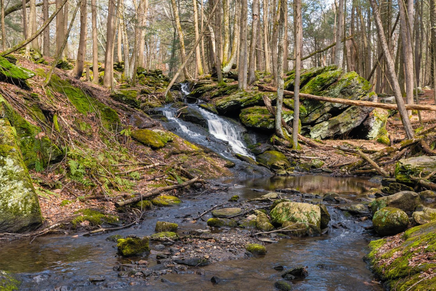 Franklin State Forest