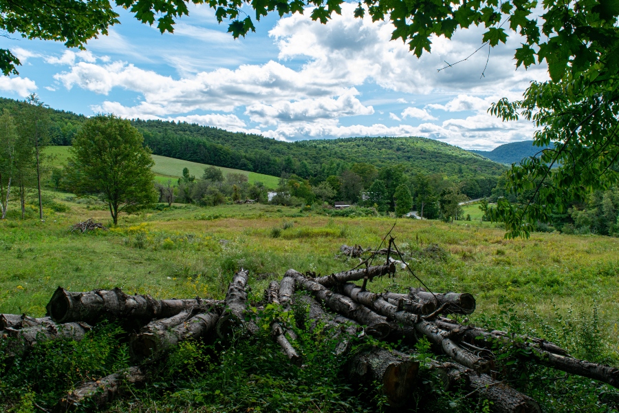 Trees and Mountain
