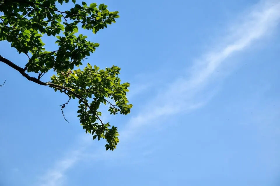 Environmental impact of trees