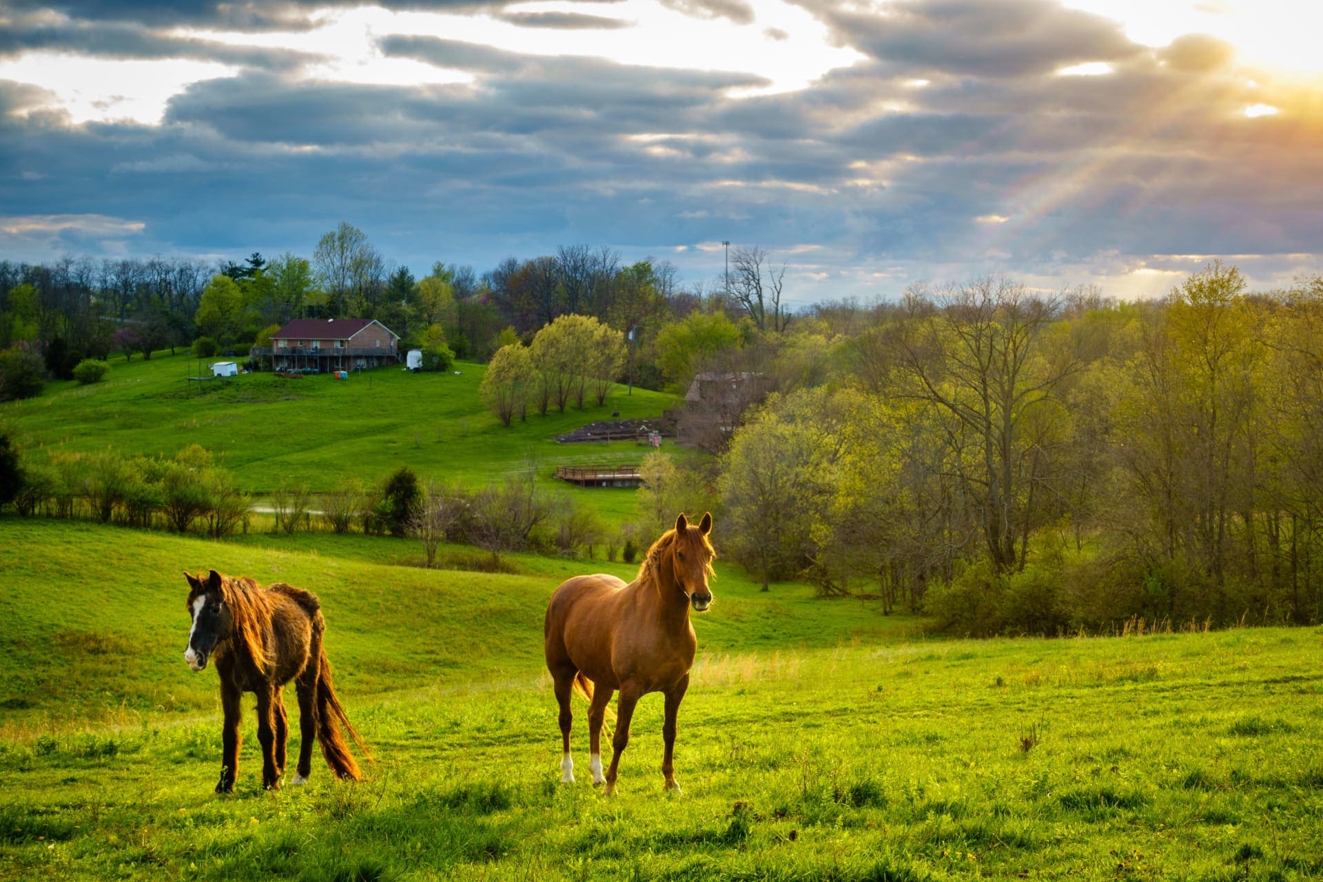 horse photo