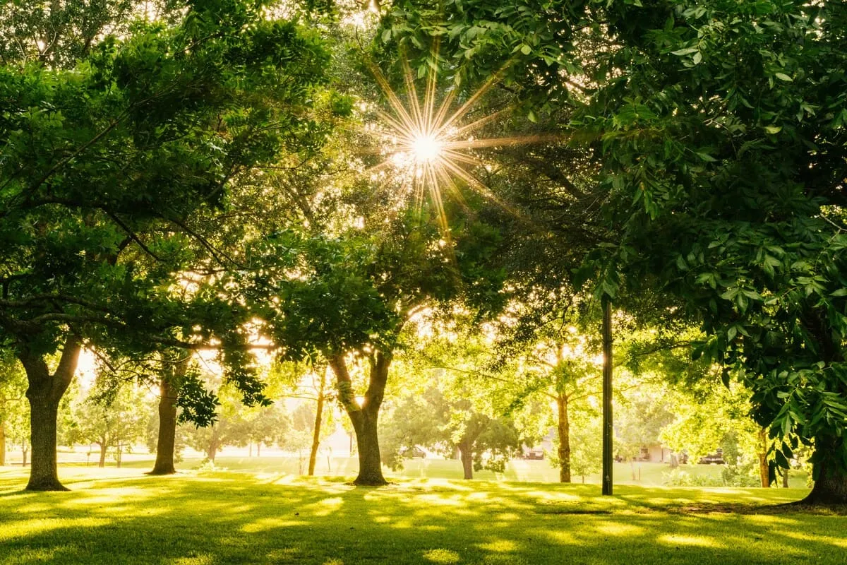 Park Photo
