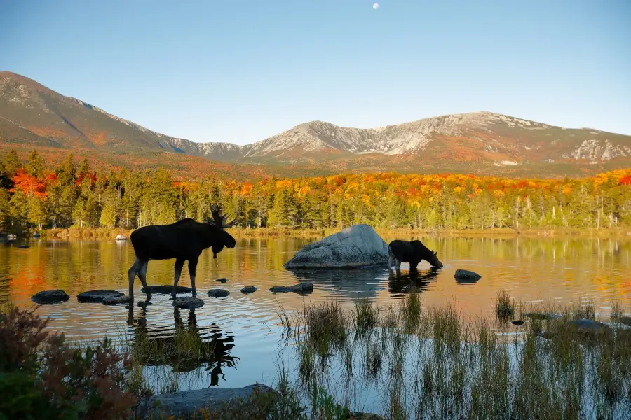 Two moose