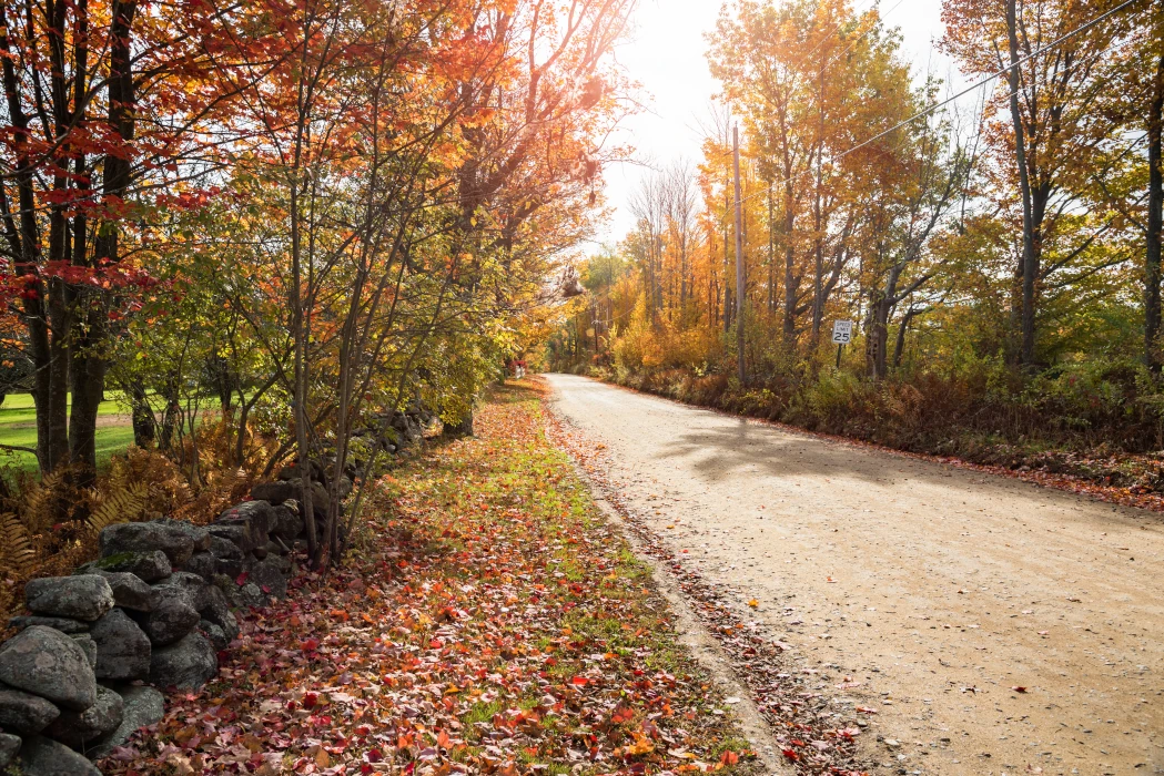 forest by the road