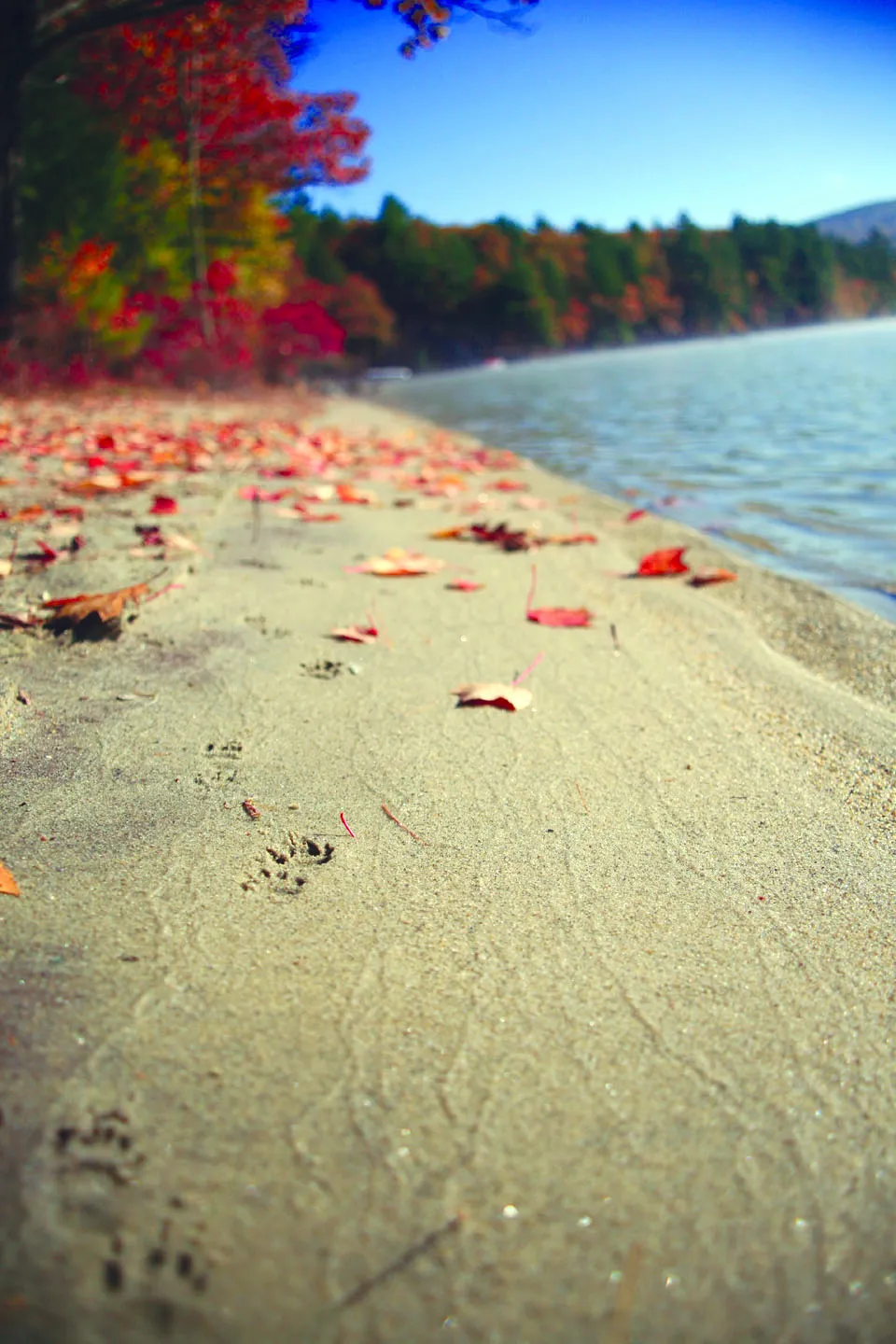 Red maple leaves scattered along the sandy autumn shoreline of Newfound Lake