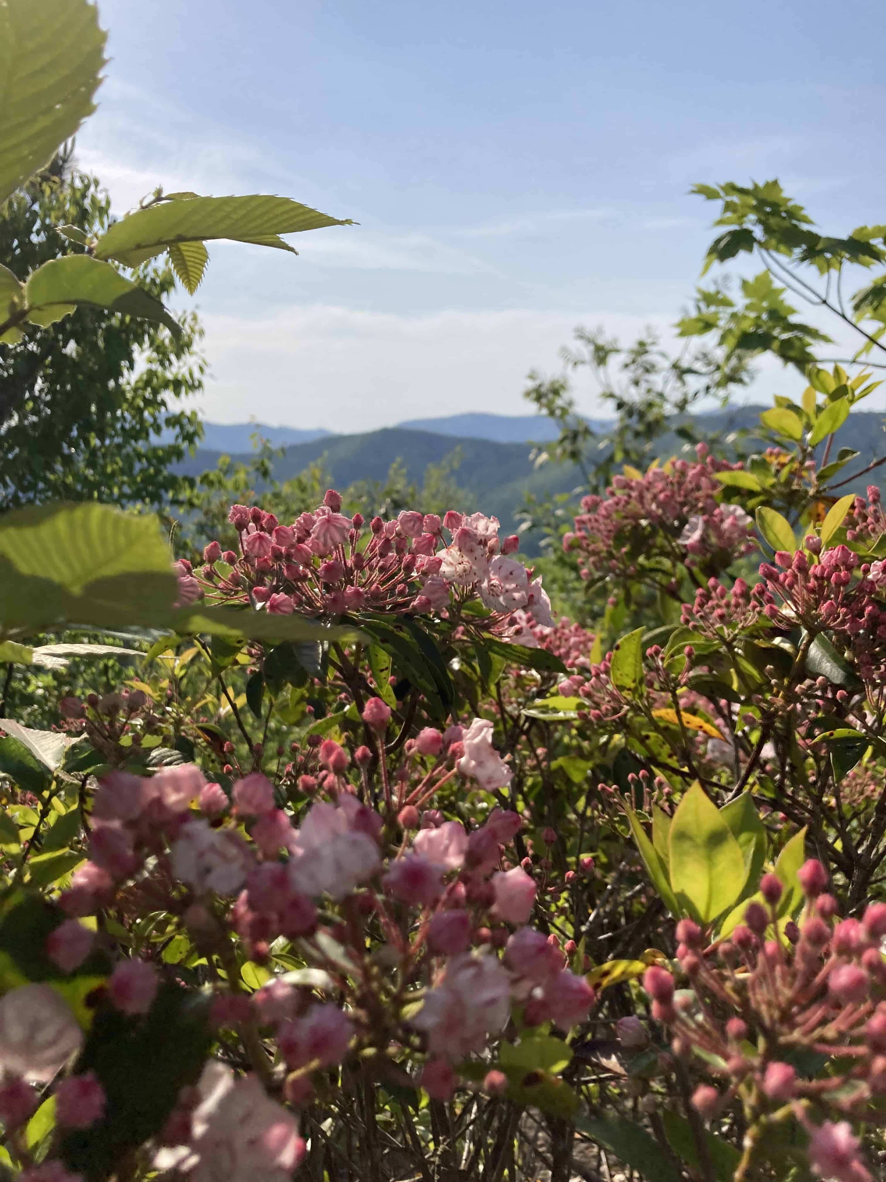 Flowers in Asheville, NC