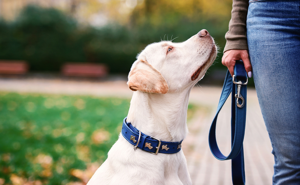 Pet Friendly Activities in Asheville NC