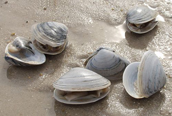 Clams on the Beach in Falmouth MA