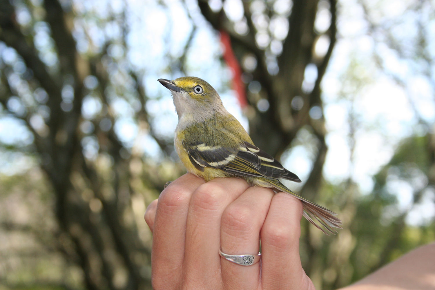 Beautiful Bird