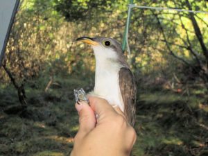 Bird Perched on Hand
