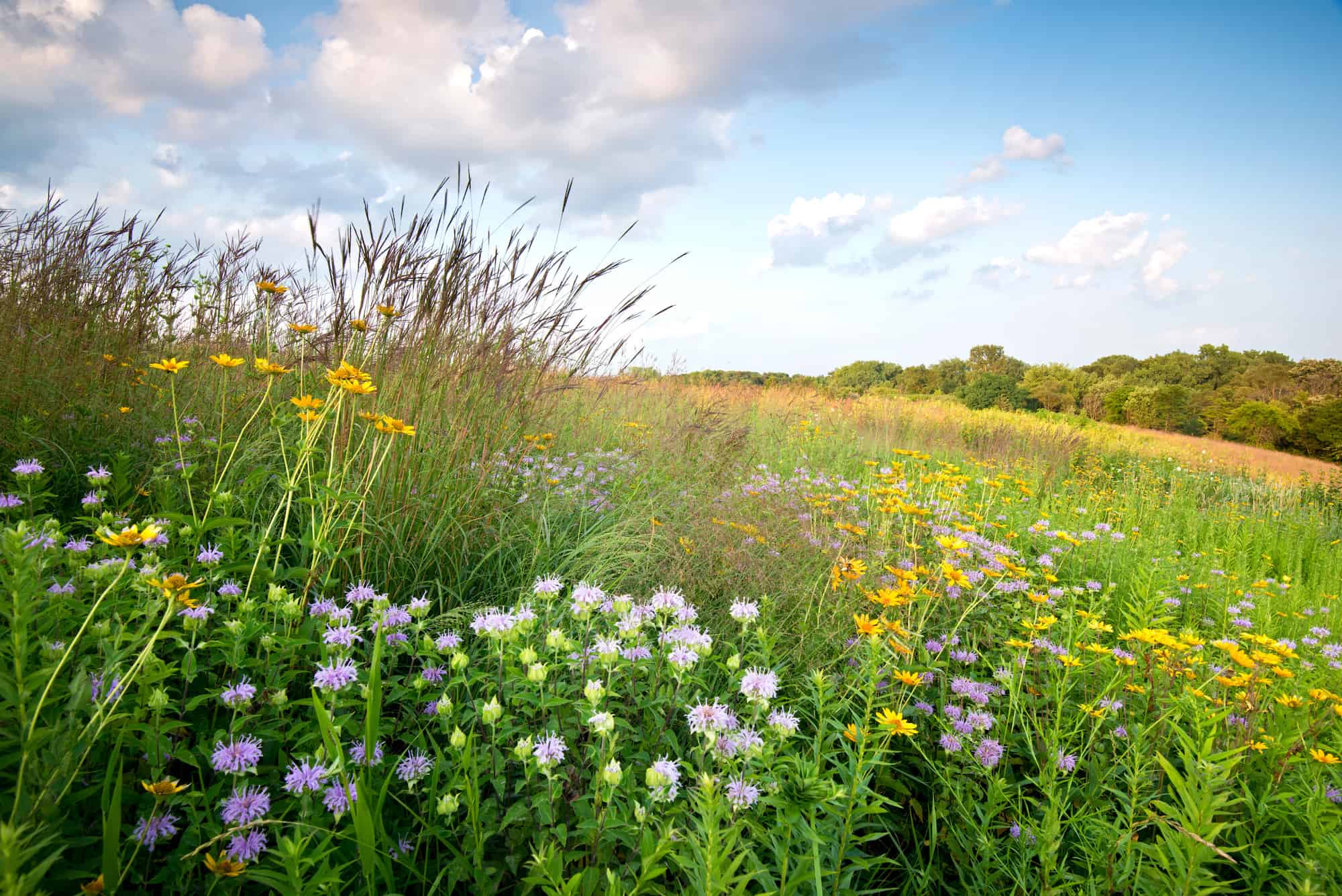 Watseka Illinois Living in Watseka & Town Information