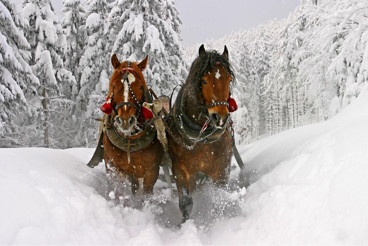 horses in snow