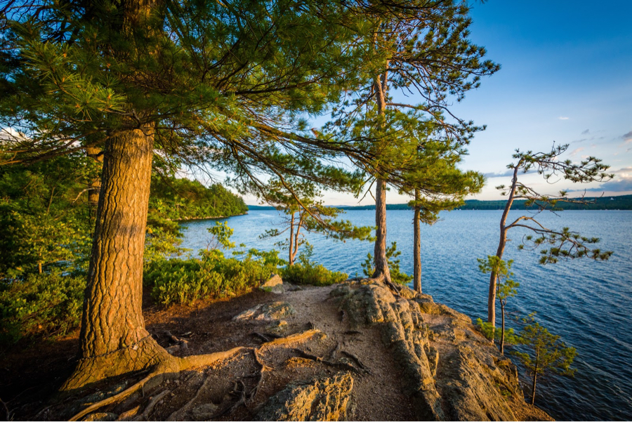 tress and waterline