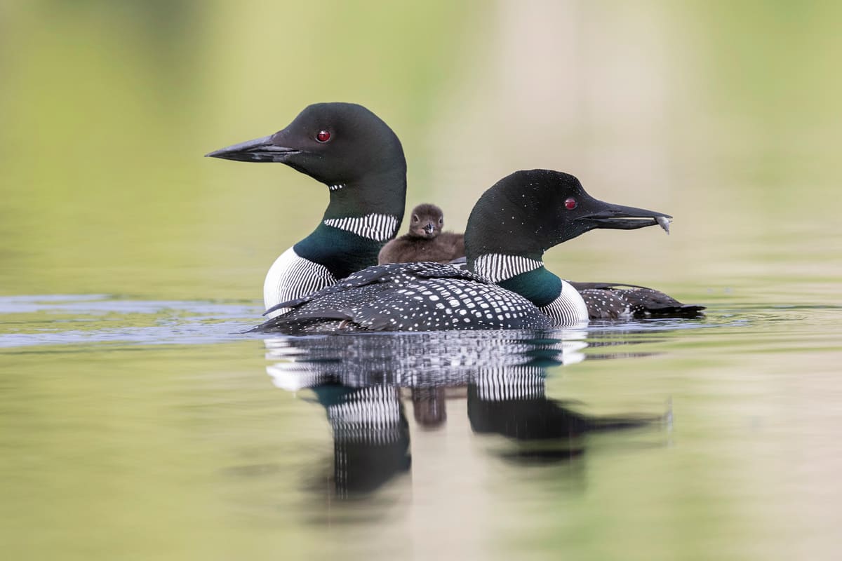 loon in the water