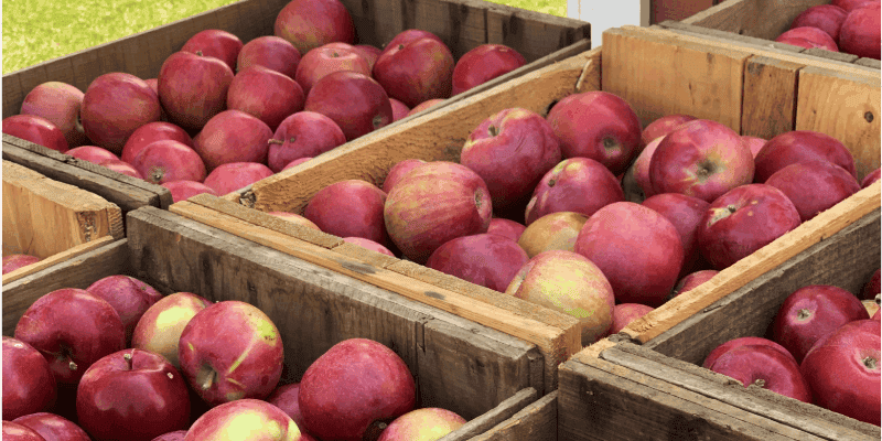 A Local Guide to Apple Picking in Northwest Vermont | September 2026