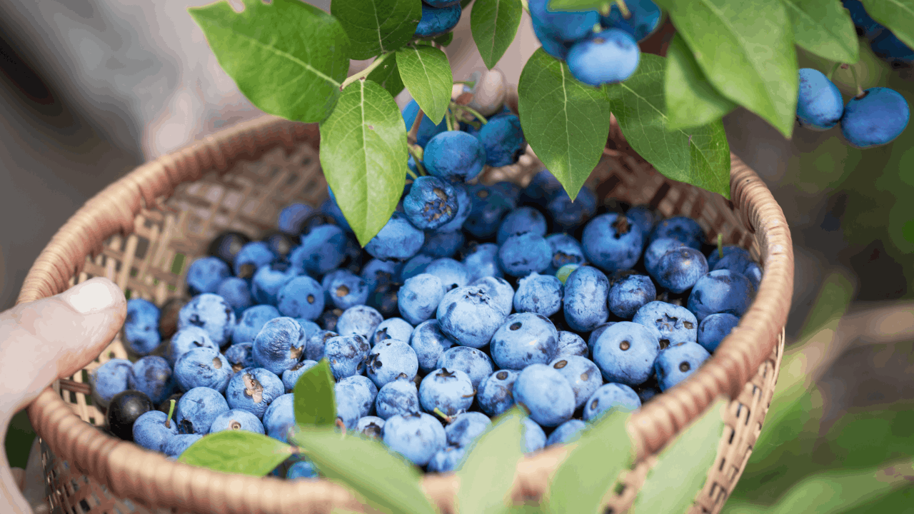 Where to Go Berry Picking in Northwest Vermont