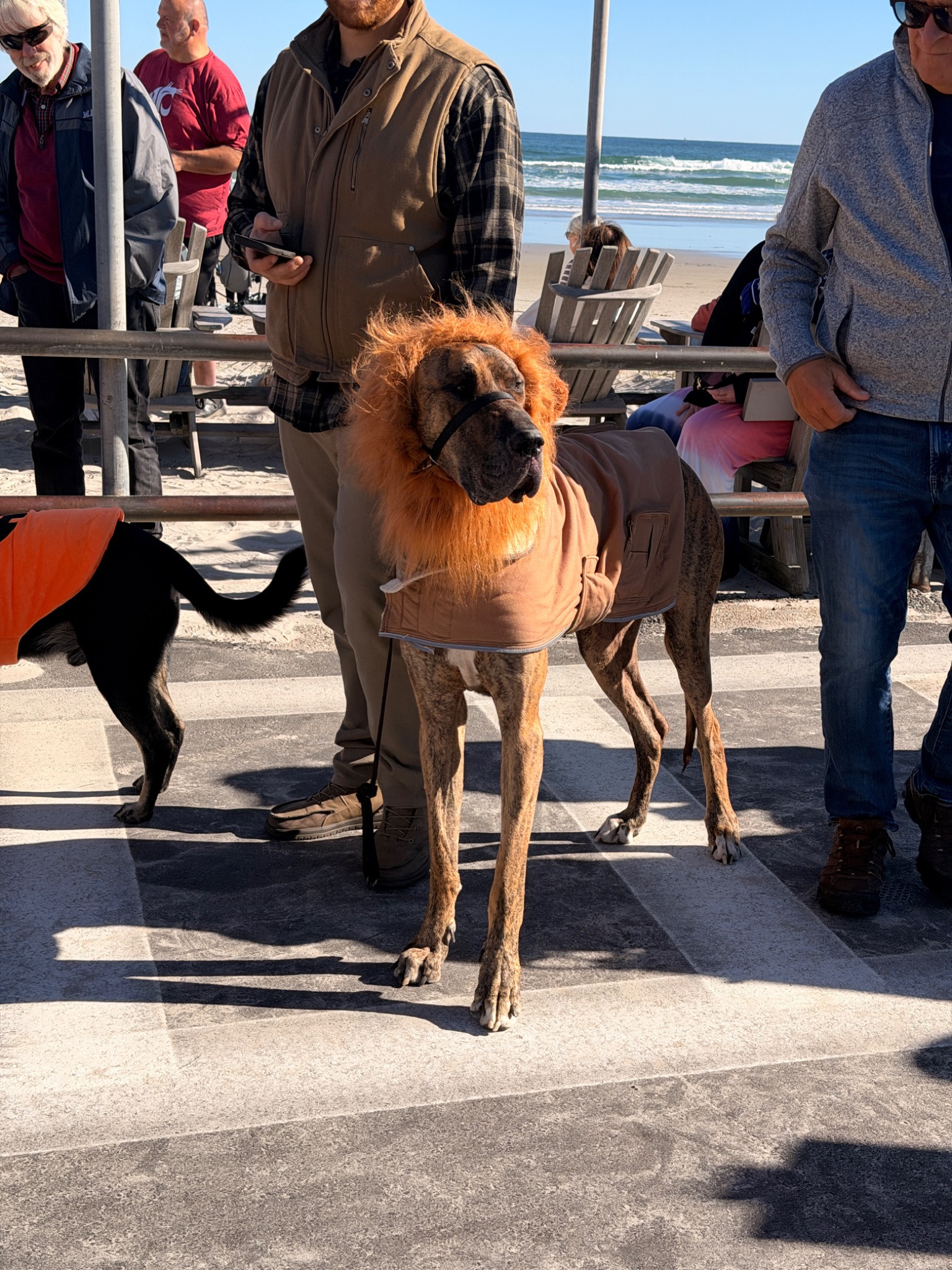 Dog in a lion-mane costume beside the ocean at Ogunquit Dogtoberfest