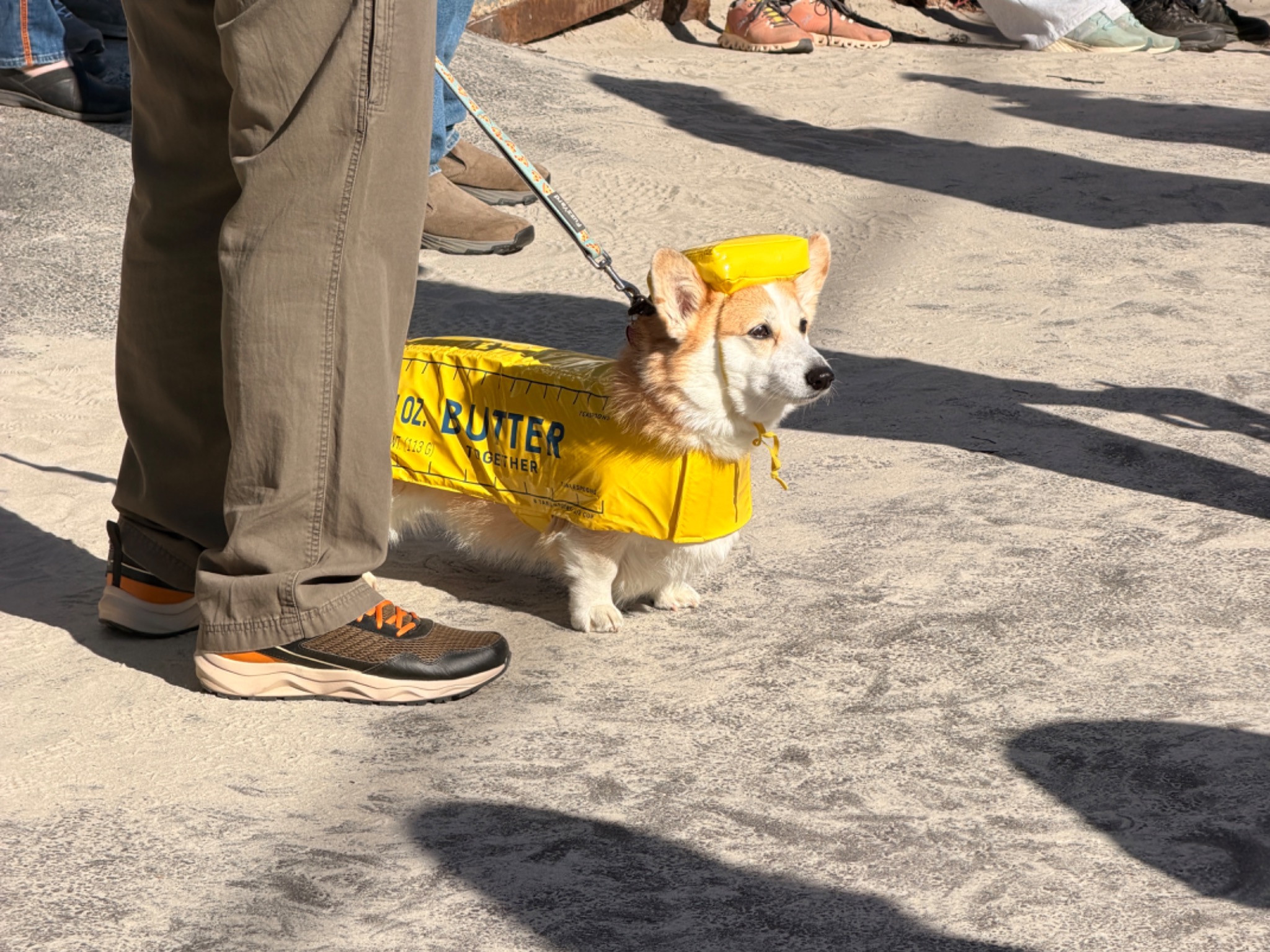 Corgi wearing a yellow butter costume at Dogtoberfest in Ogunquit