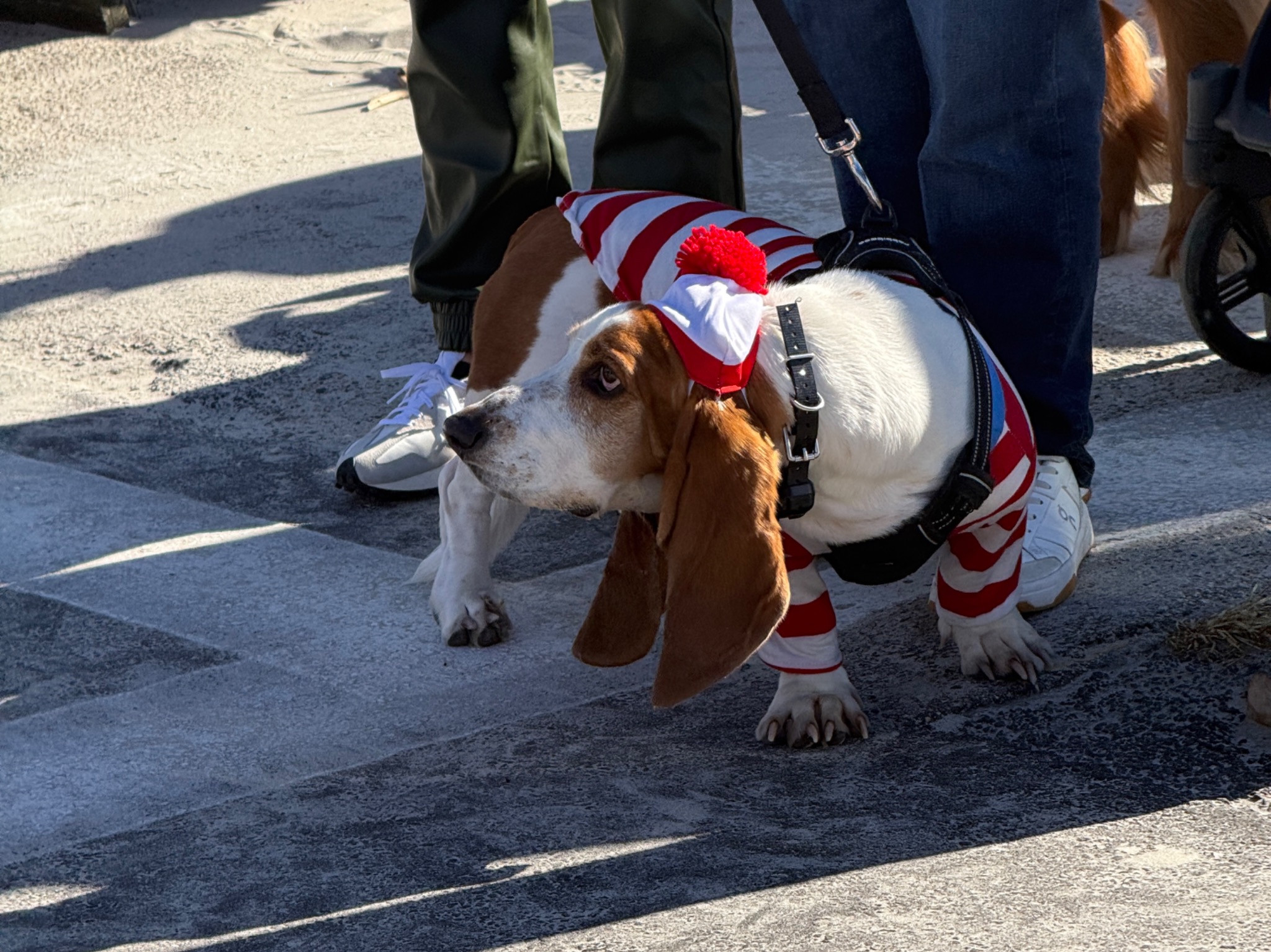 Long-eared dog wearing red-and-white stripes and a pom-pom hat at Dogtoberfest