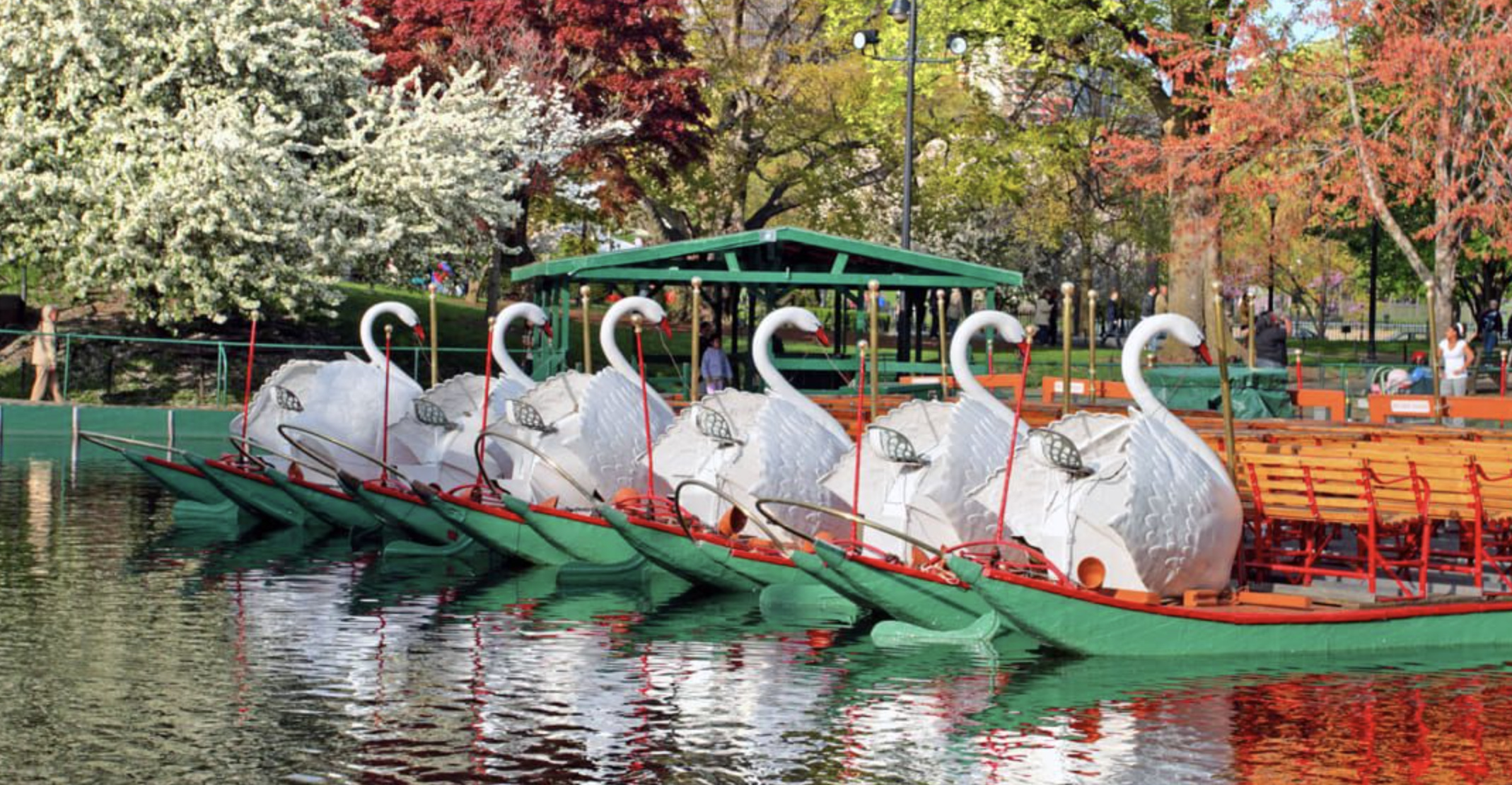 Swan Boats