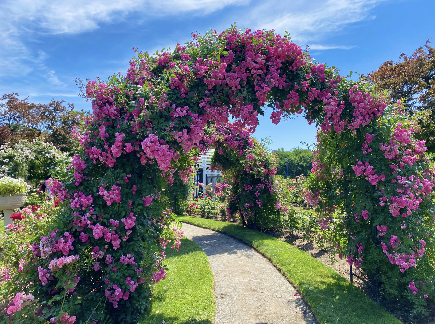 kelleher rose garden