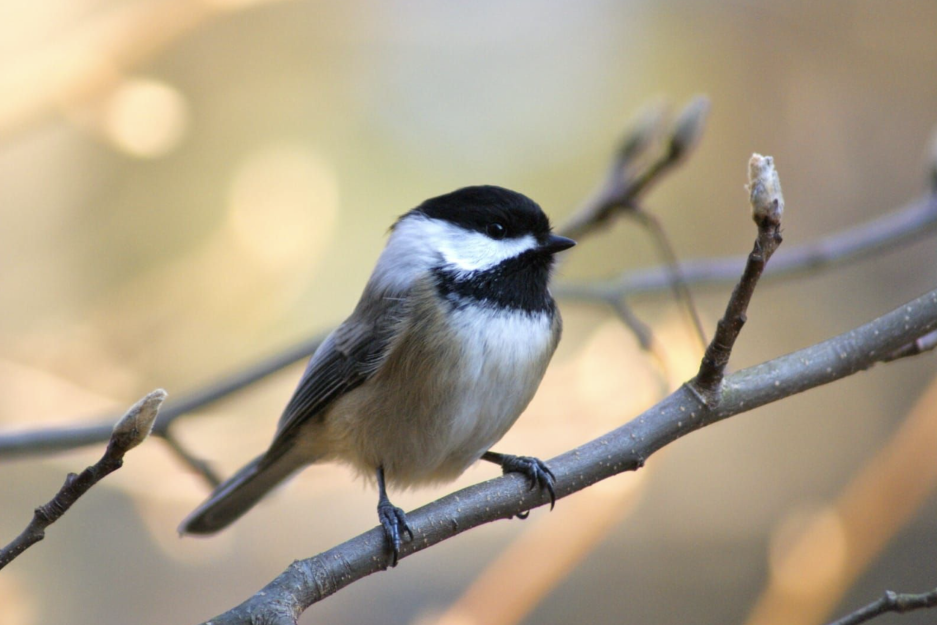Boston Birding